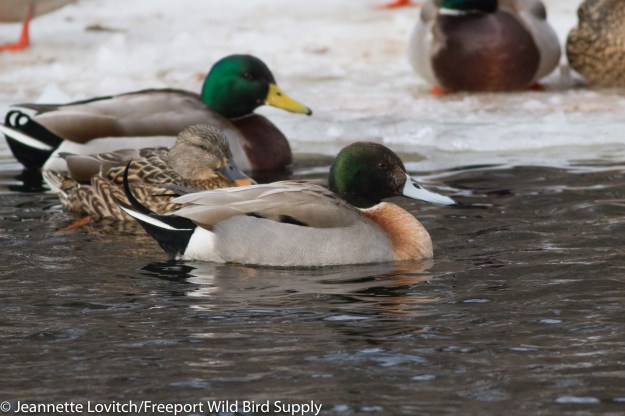 img_3384-edited-edited