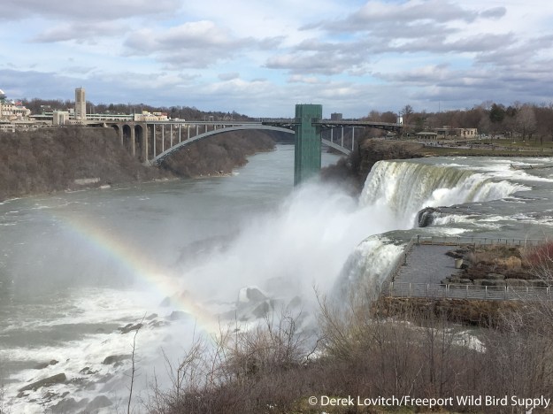 Falls from Goat Island