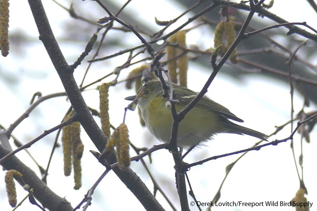 L1090659_WEVI,BaileyIsland,4-28-17_edited-1