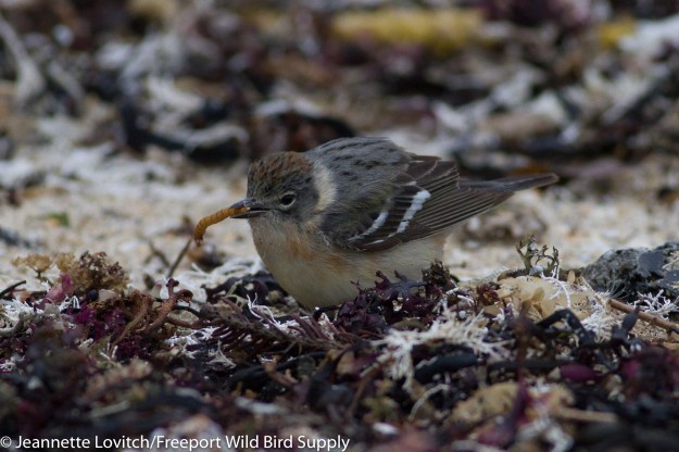 female_BBWA_withMealworms