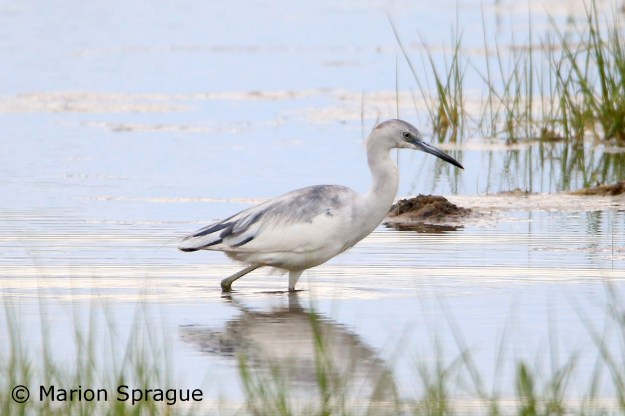 LBHE,Marion_Sprague,6-9-17_edited-1