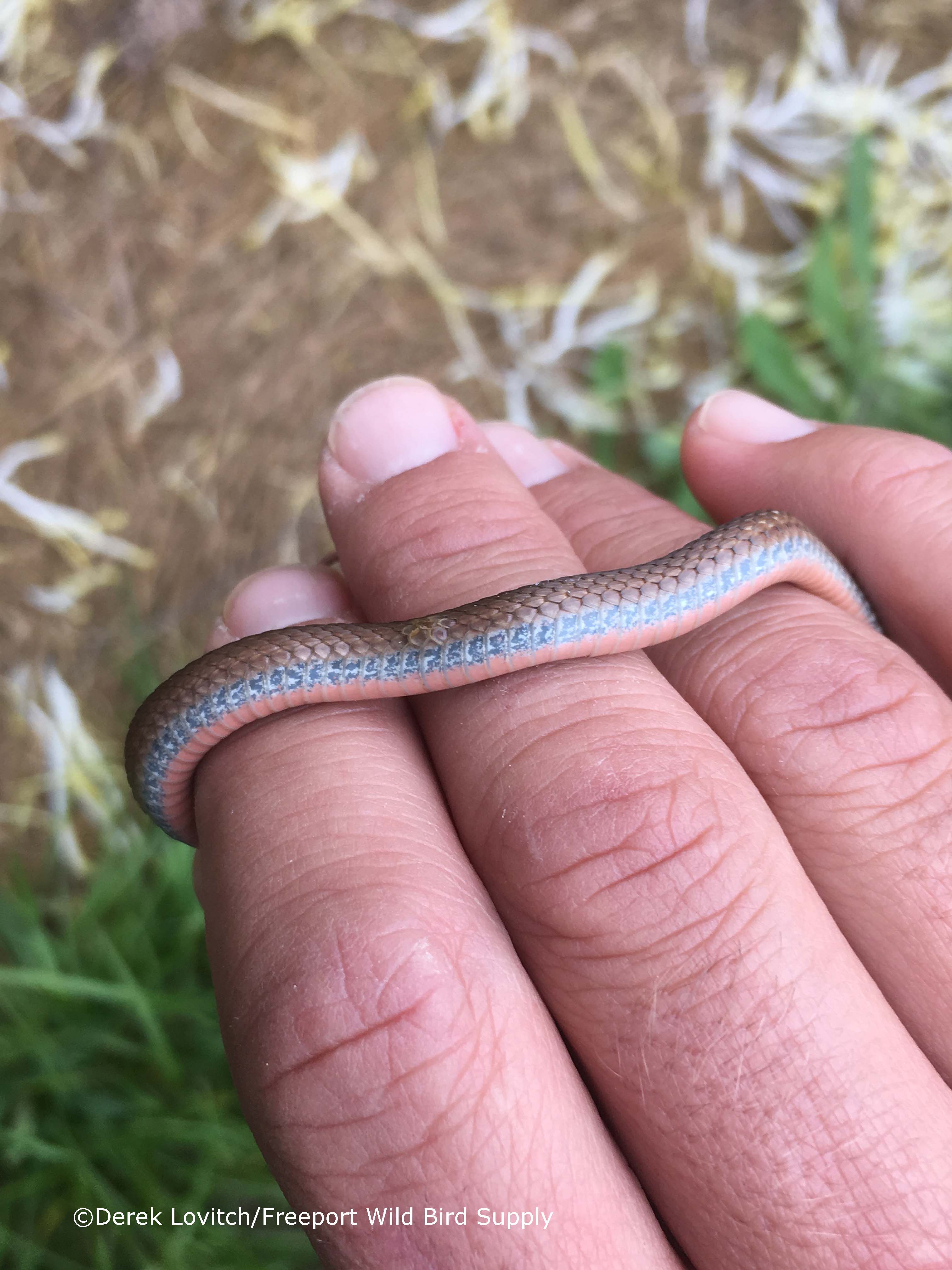 RedBelliedSnake2,5-29-17_edited-1