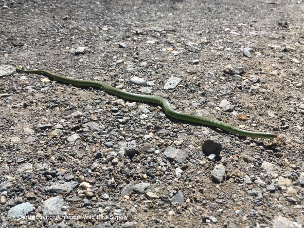 Smooth_Green_Snake