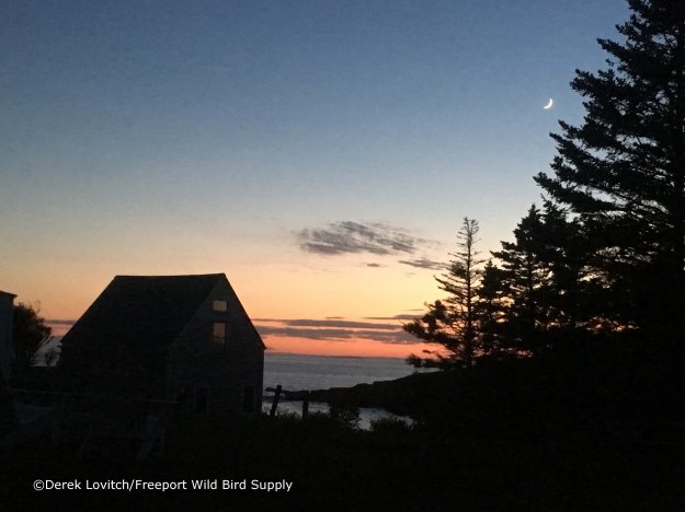 Yew_Sunset, 5-27-17_edited-1