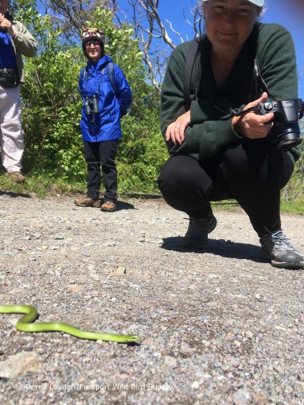 Zippy_GreenSnake,5-28-17_edited-1