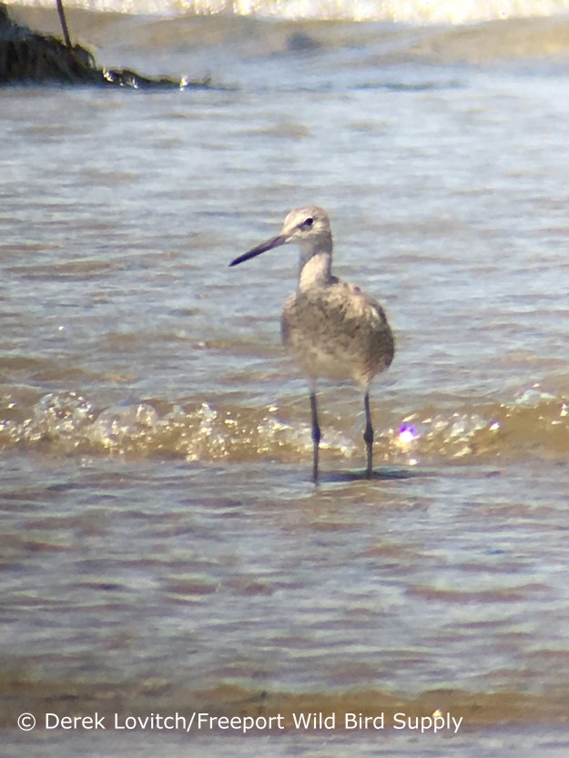 4. WWILL1,HillsBeach,7-16-17_edited-1