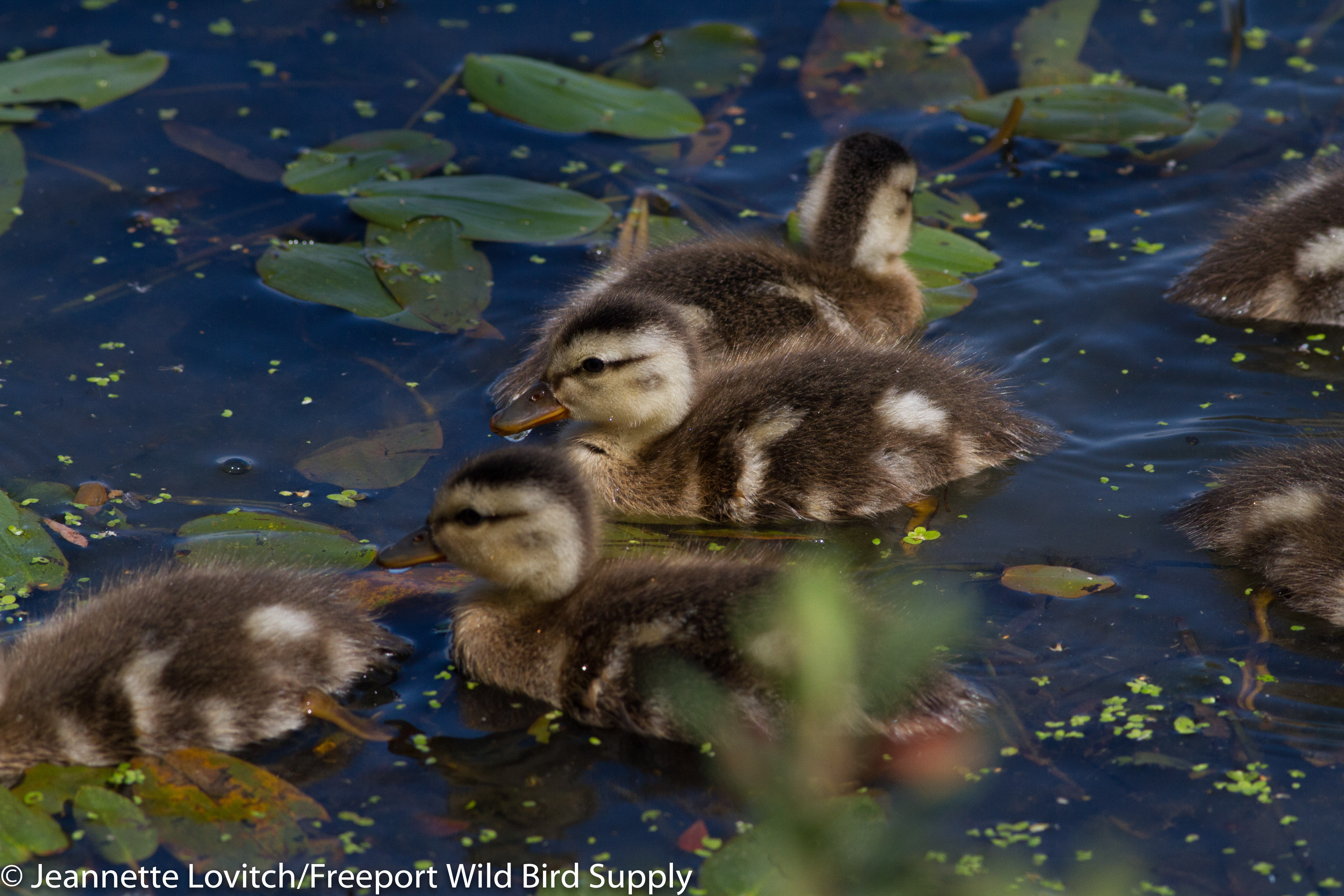 Gadwall_chicks