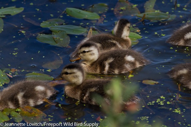 Gadwall_chicks