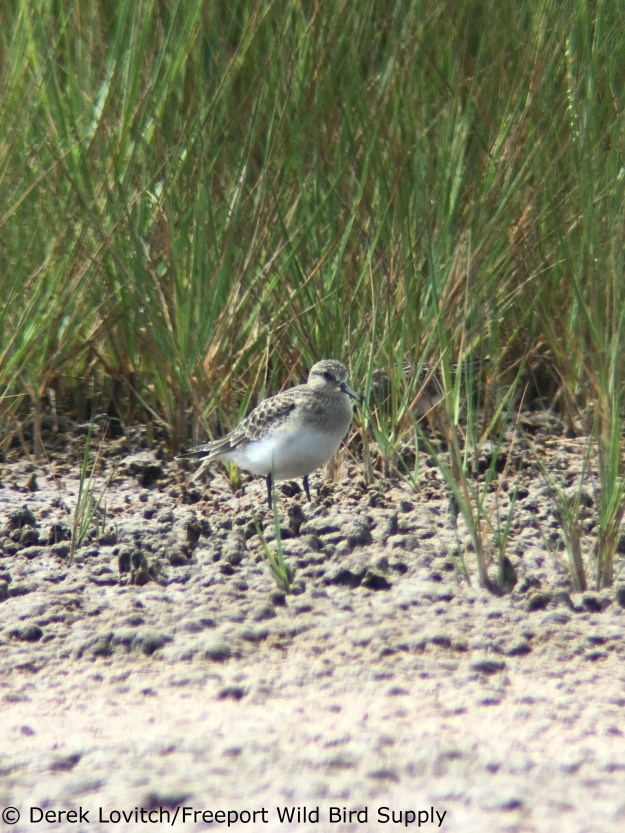 IMG_4737_BASA1,EasternRd,8-7-17_edited-1