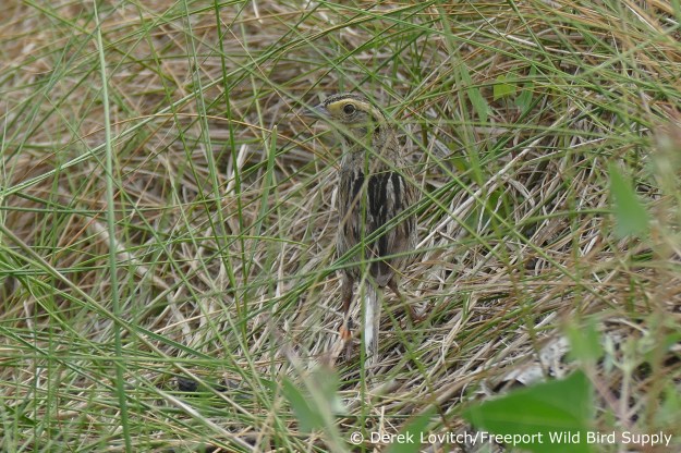 L1100333_SMSP1,EasternRd,8-7-17_edited-1