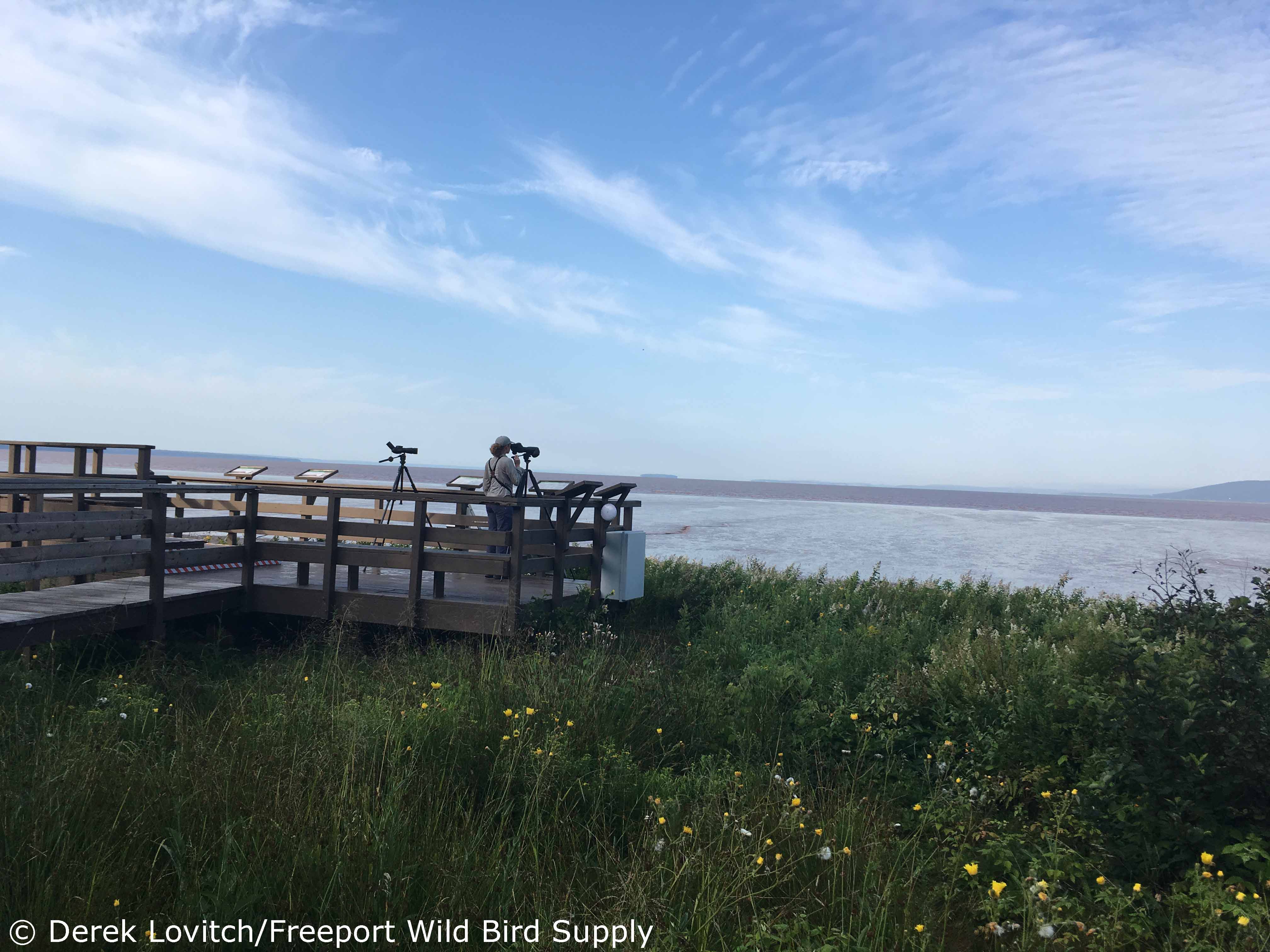 viewingPlatform_edited-1