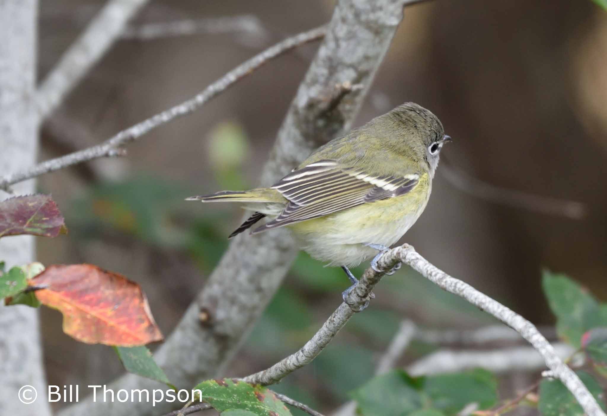 DullVireo3_edited-1