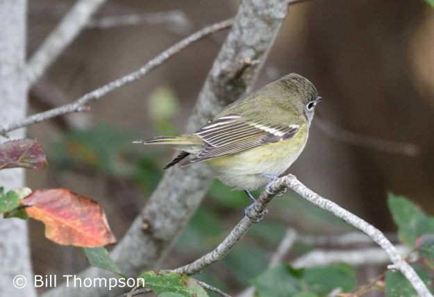 DullVireo3_edited-1