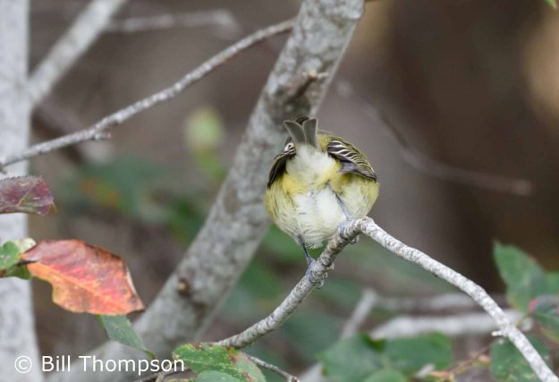 DullVireo4_edited-1