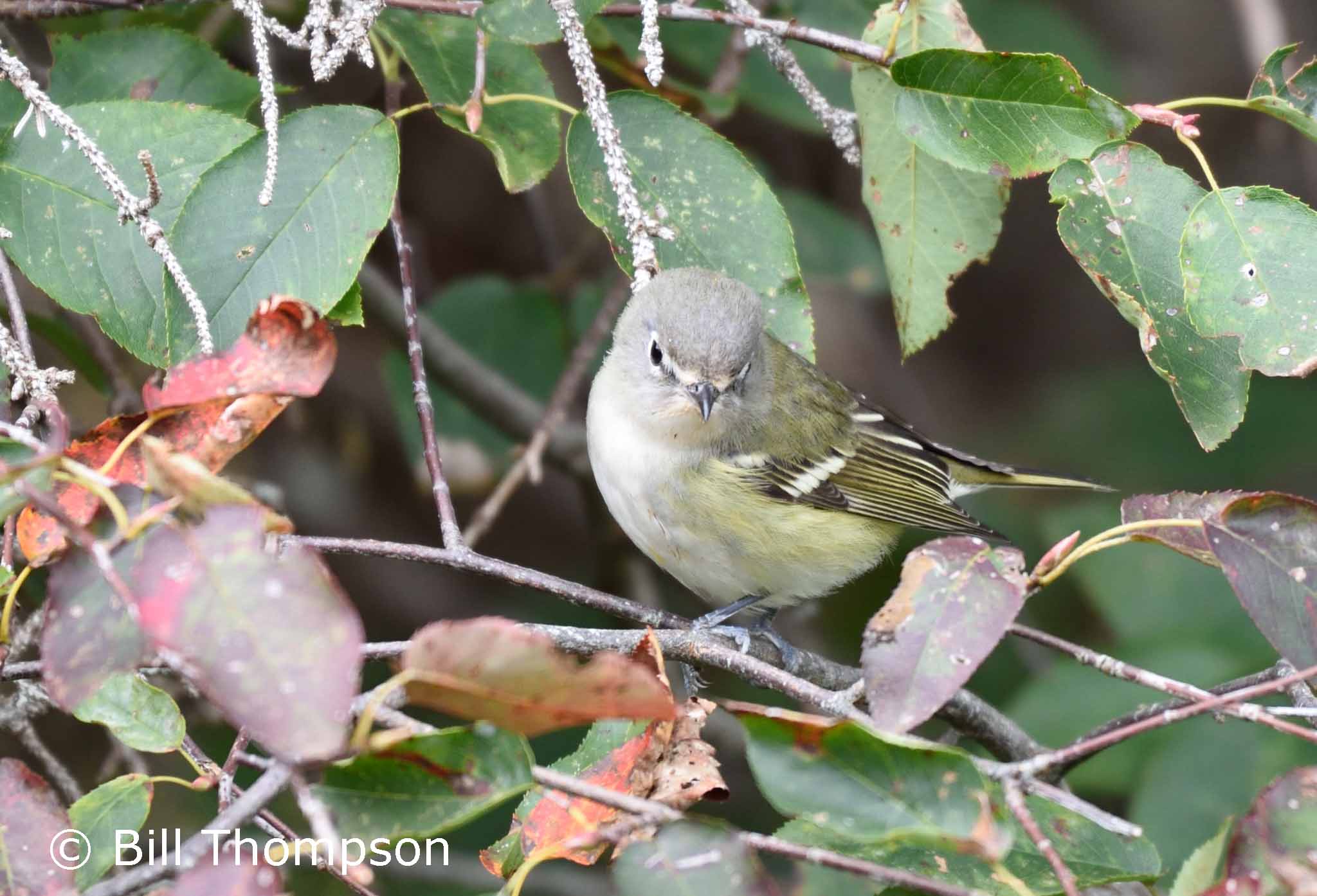 DullVireo6_edited-1