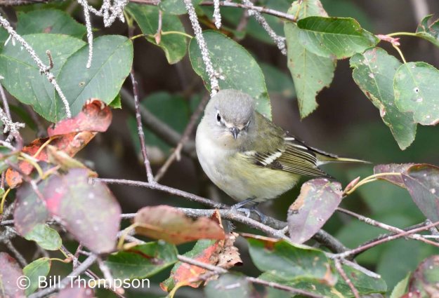 DullVireo6_edited-1