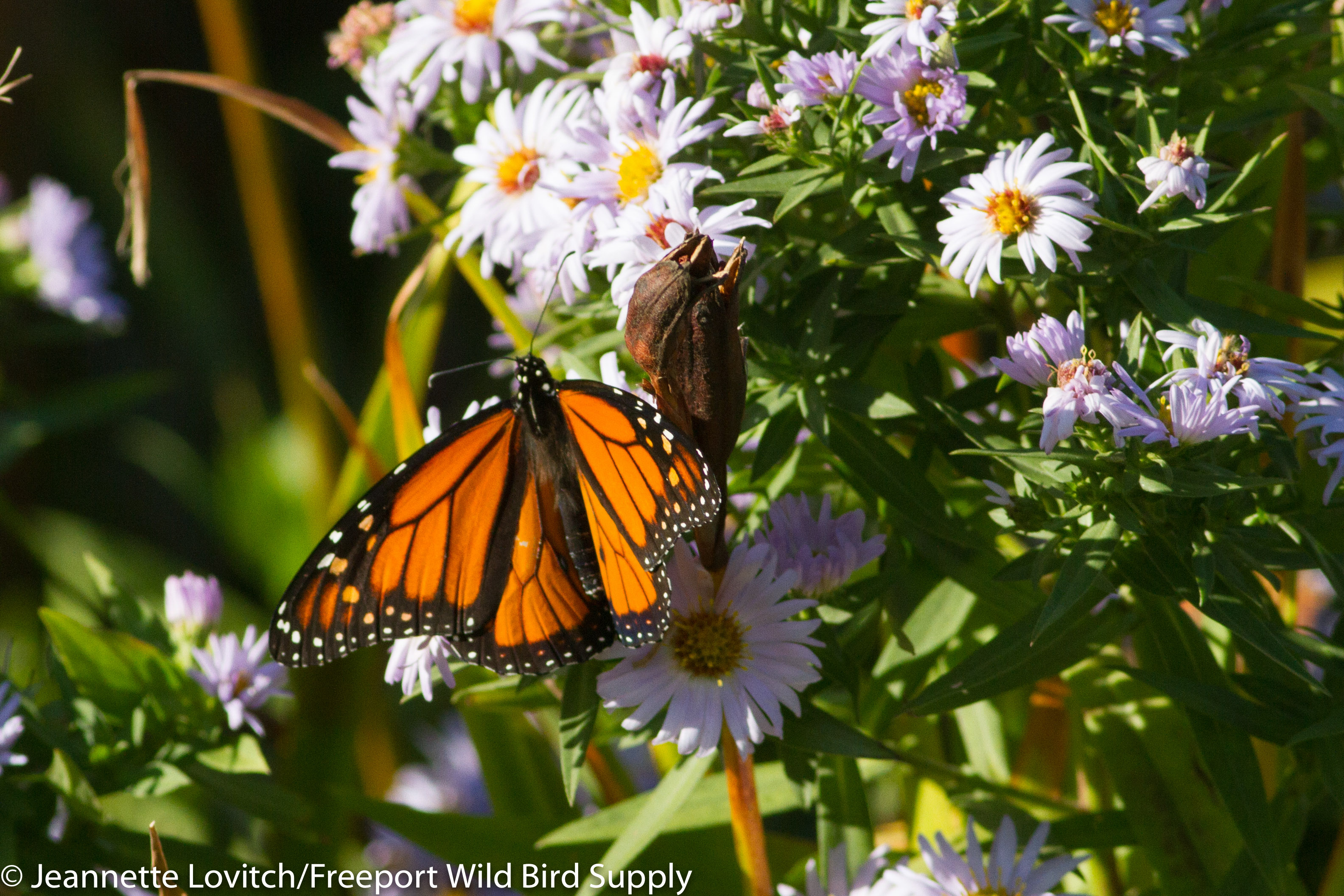 IMG_6772-edited-edited