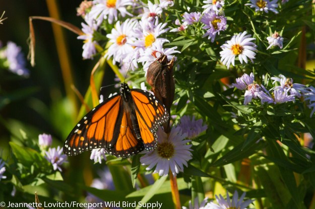 IMG_6772-edited-edited