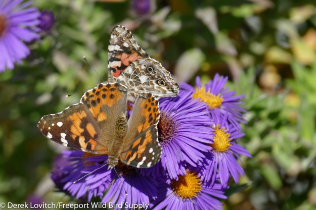 L1100930-edited-edited