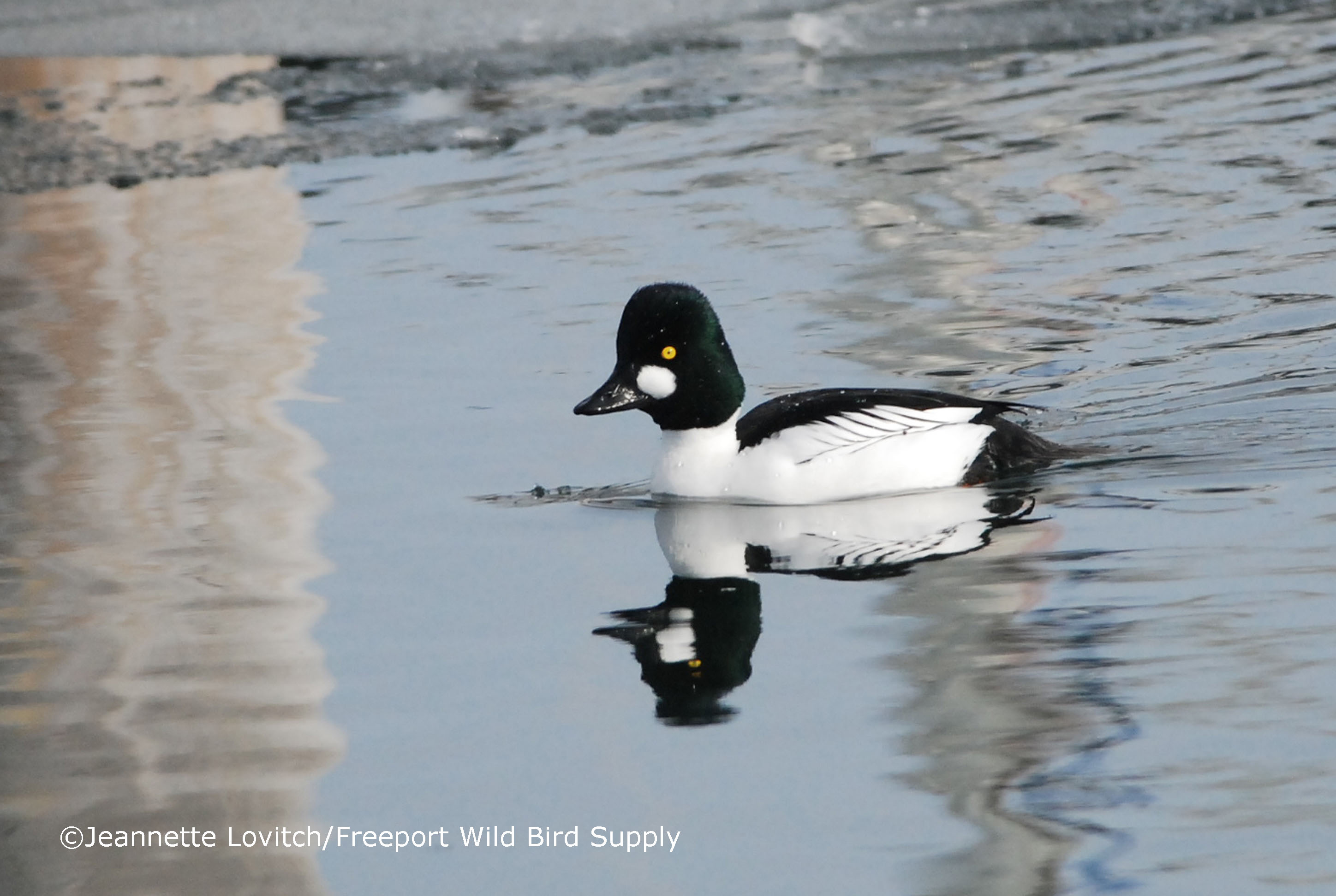 Fall Ducks &amp; Draughts_edited-1