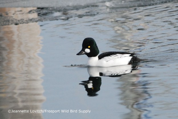 Fall Ducks &amp; Draughts_edited-1