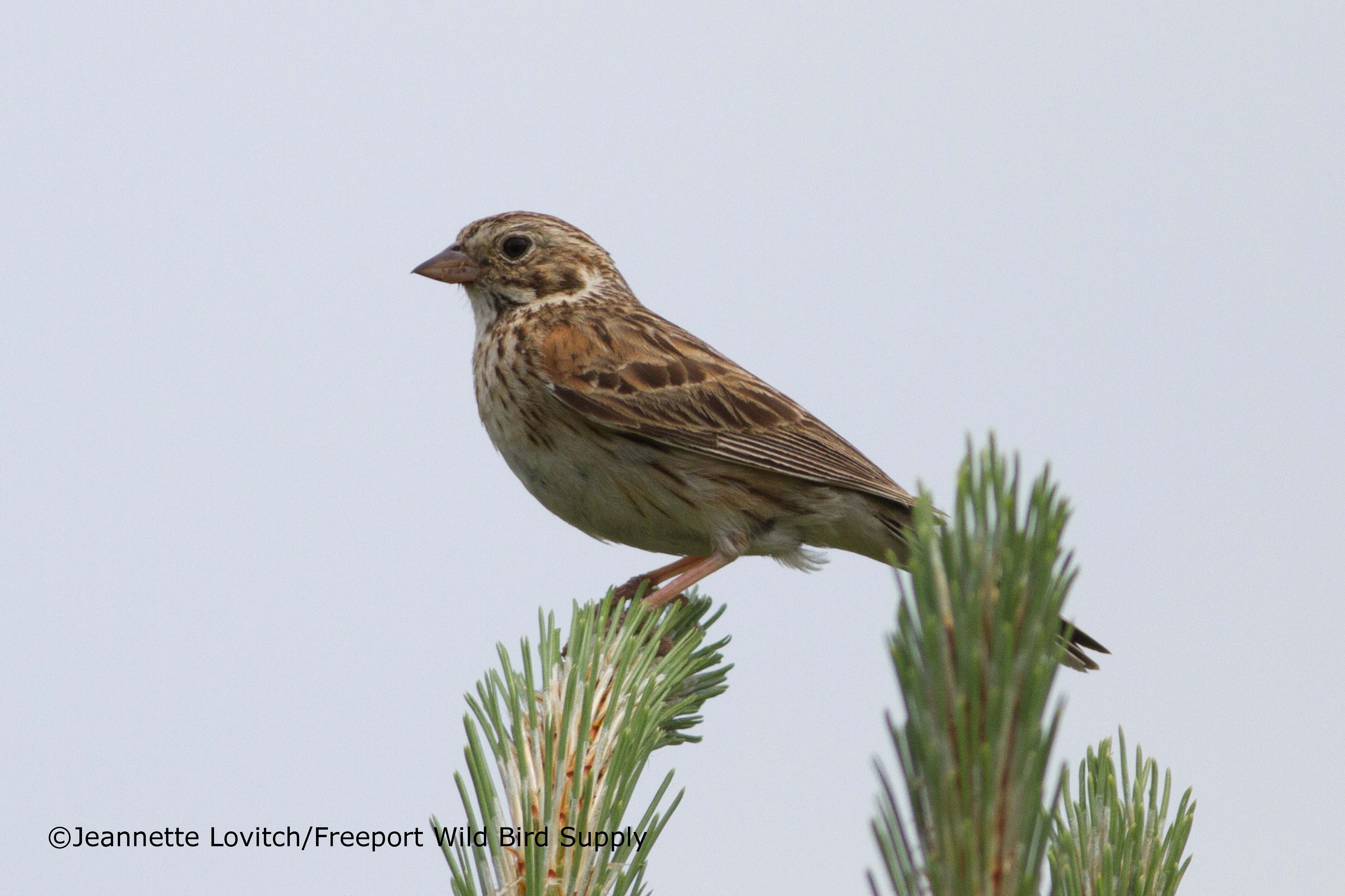 Grasslands &amp; Grains_edited-1