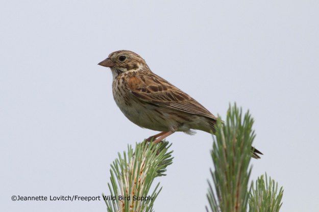 Grasslands &amp; Grains_edited-1