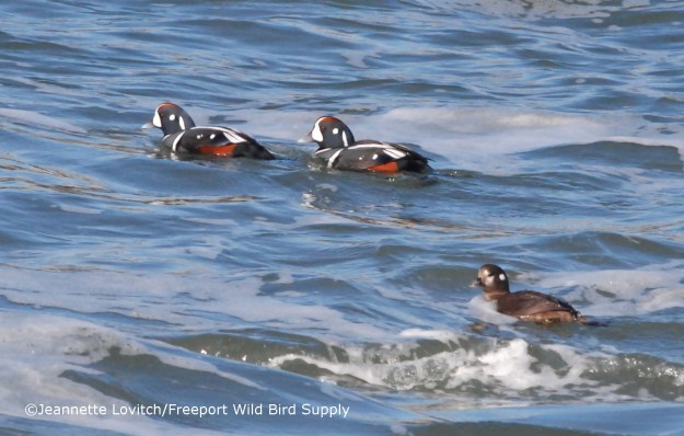 Harlequins &amp; Hops_edited-1