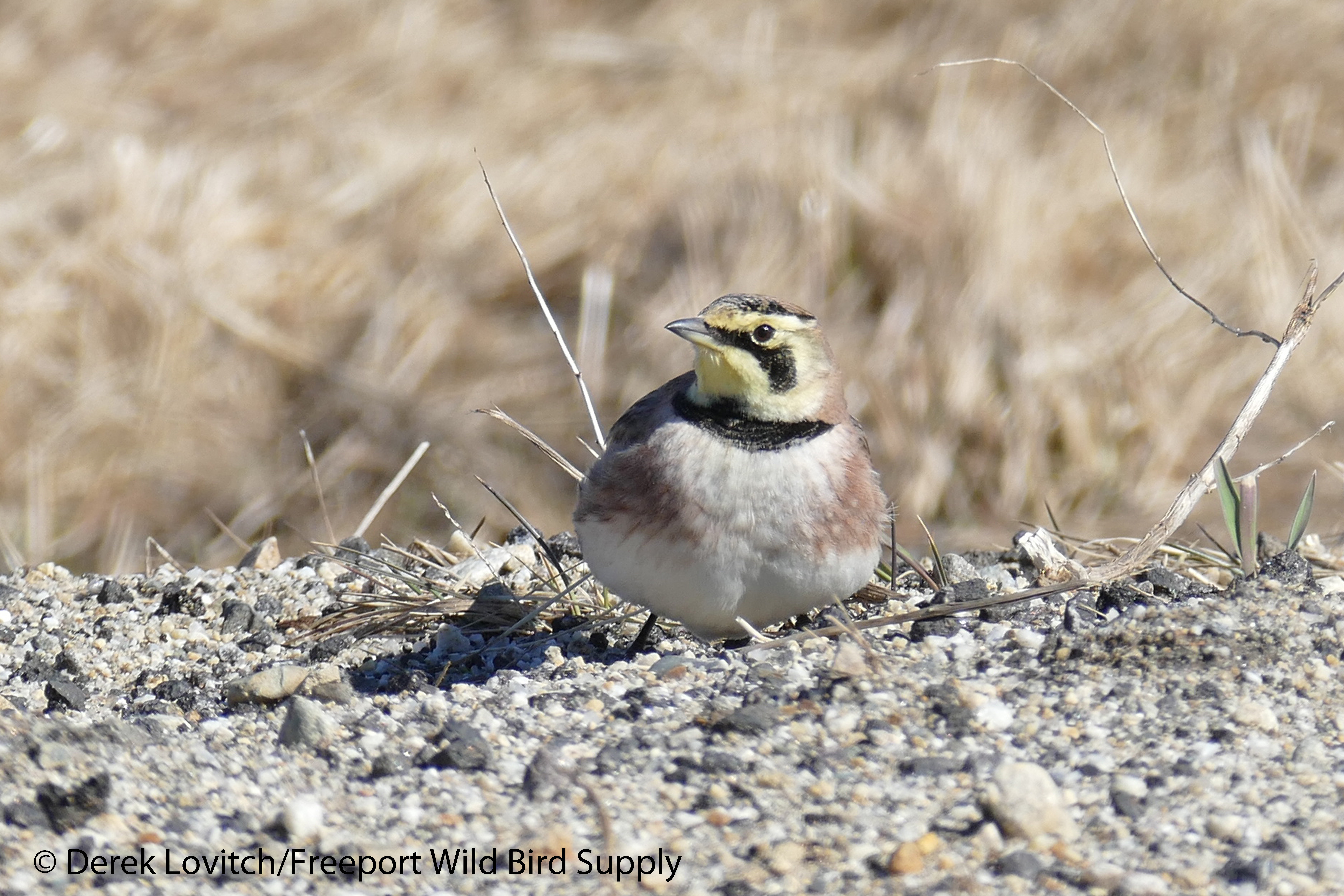 HOLA3,Durham,3-12-16_edited-1