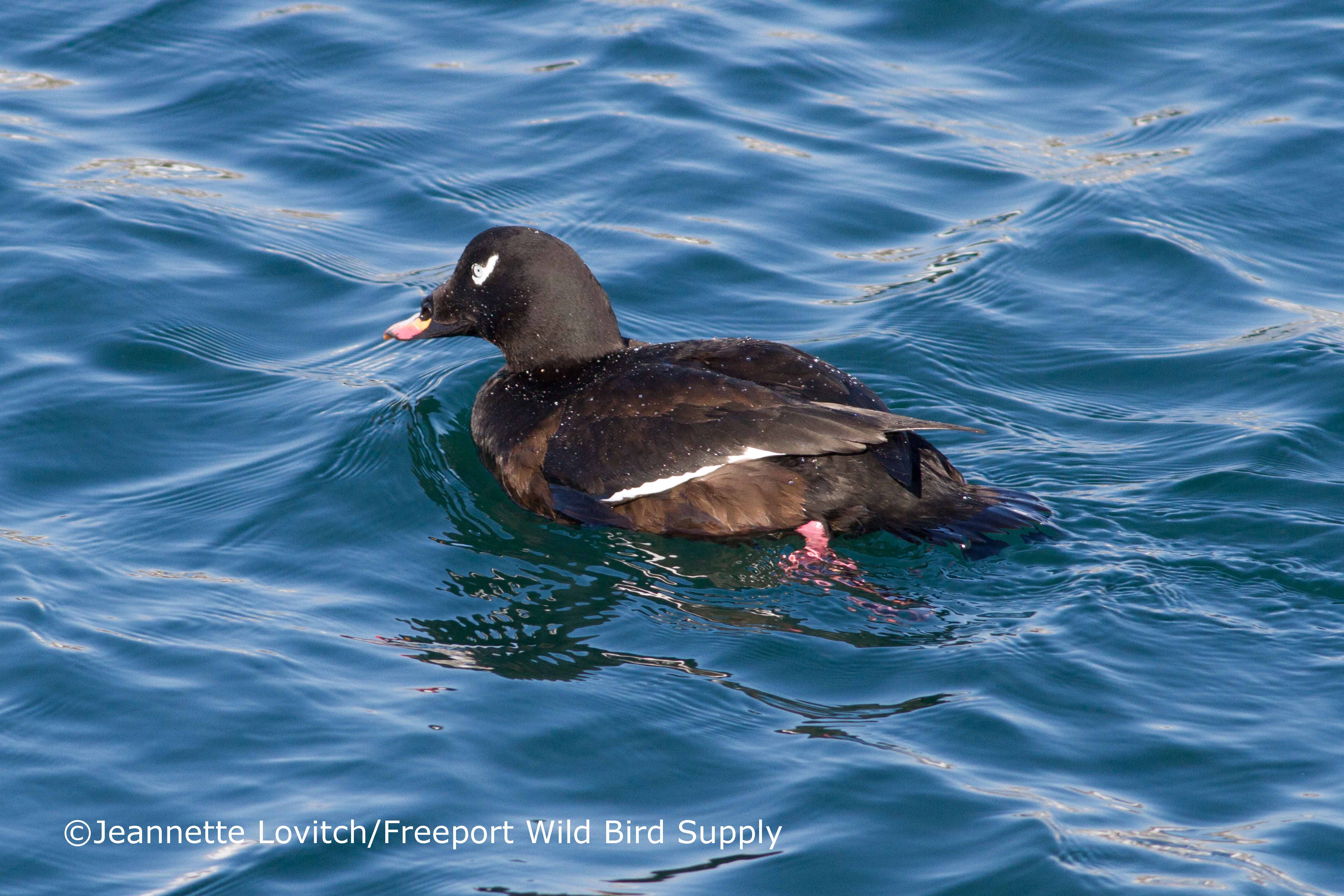 Seaducks &amp; Suds_edited-1