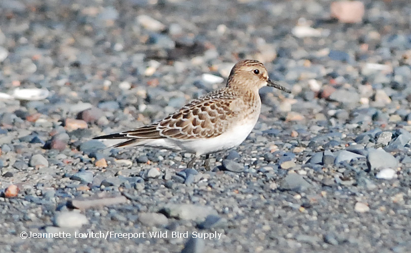 Sodpipers &amp; Sips 1_edited-1