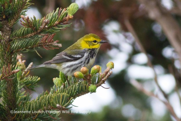 Warblers &amp; Wort_edited-1