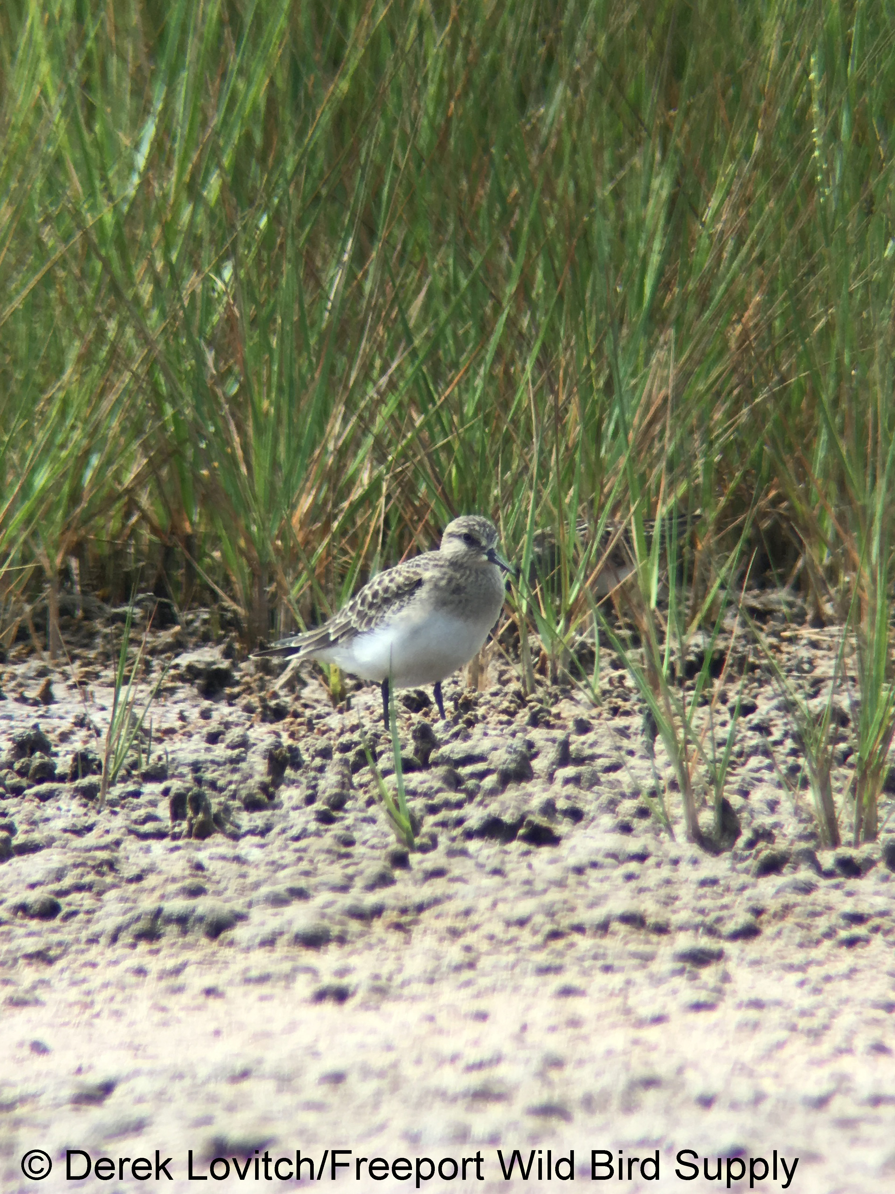 BASA1,EasternRd,8-7-17_edited-1