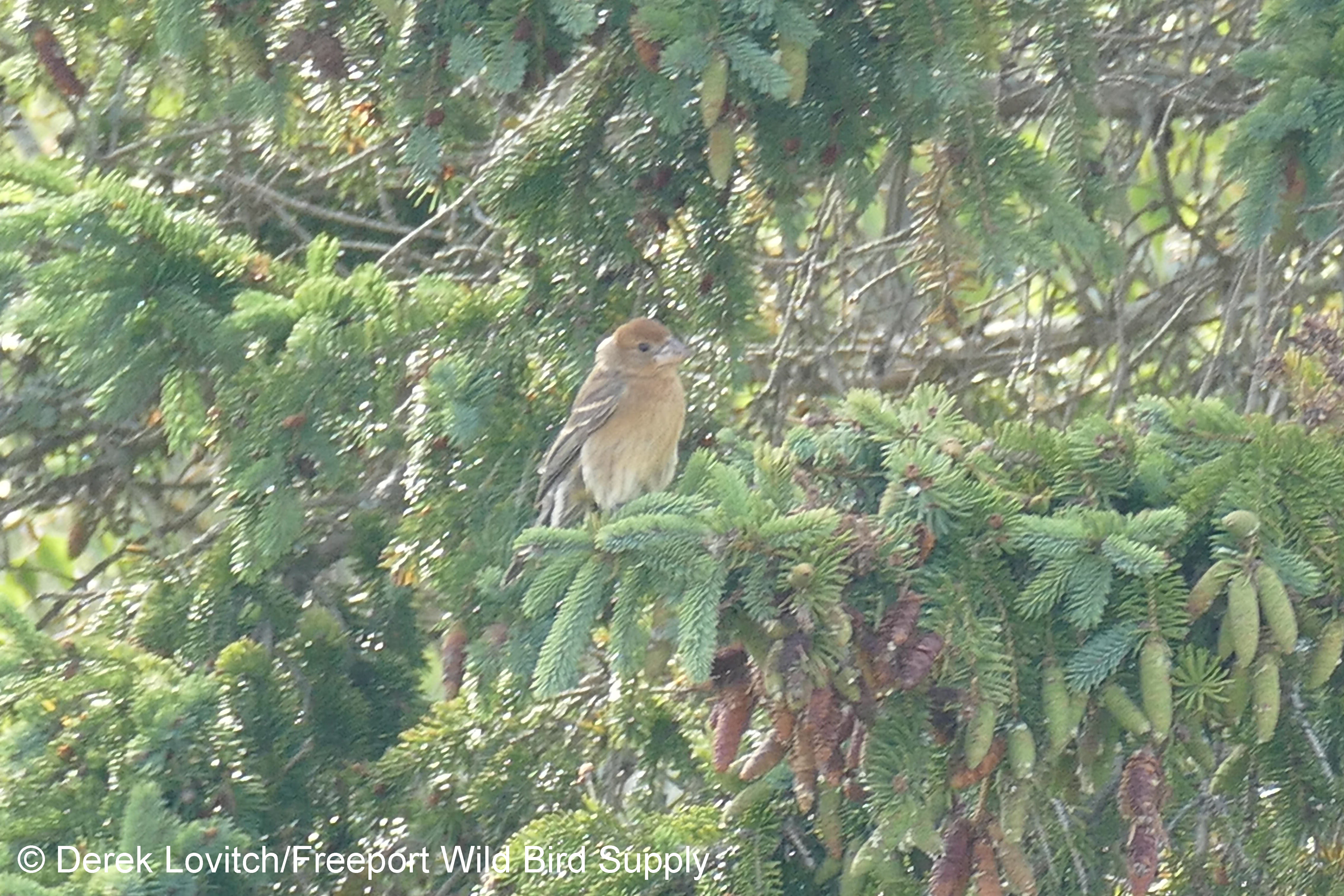 BLGR2,MDI_high,9-7-17_edited-1