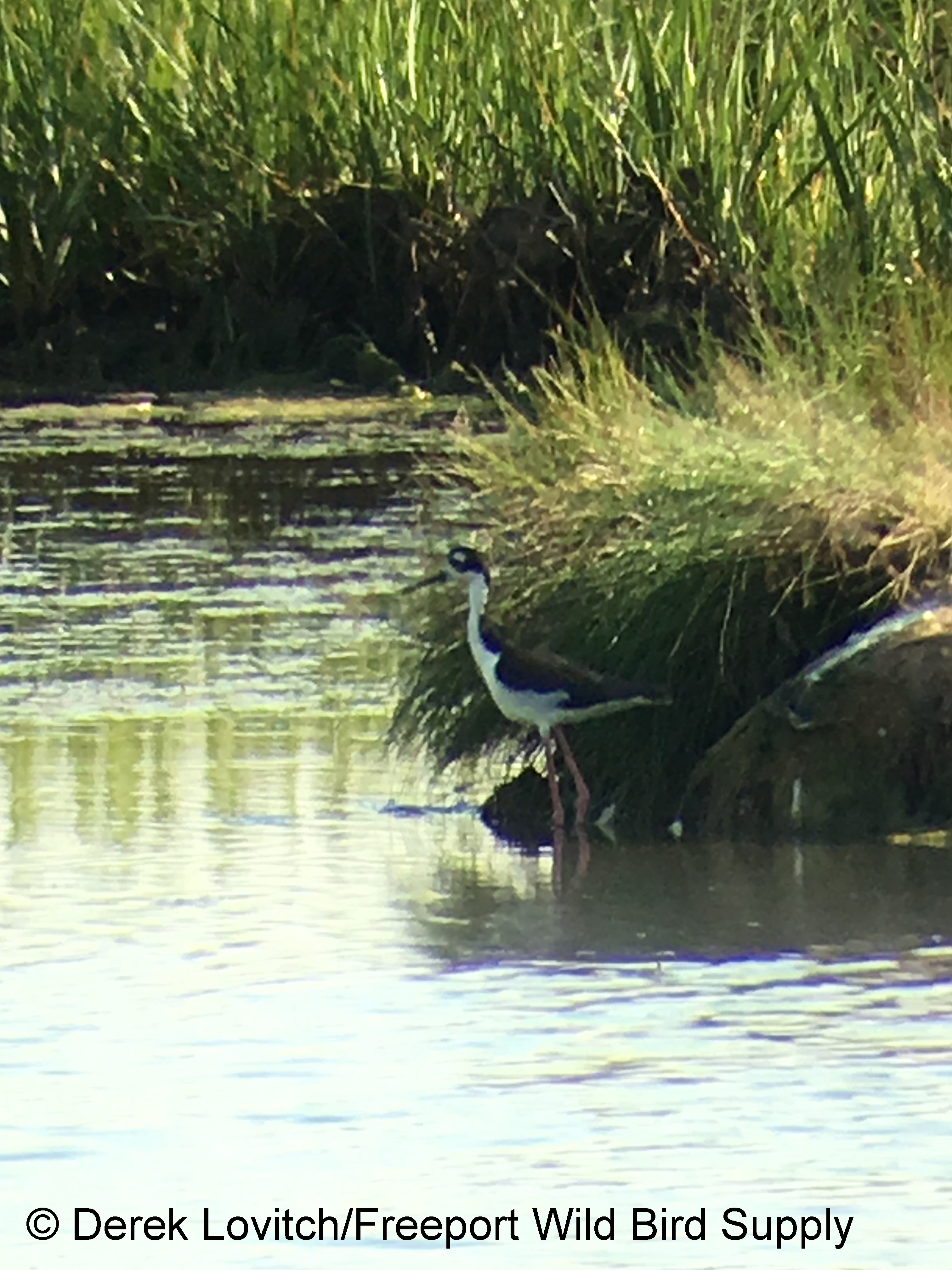 BNST,Weskeag, 8-2-17_edited-1