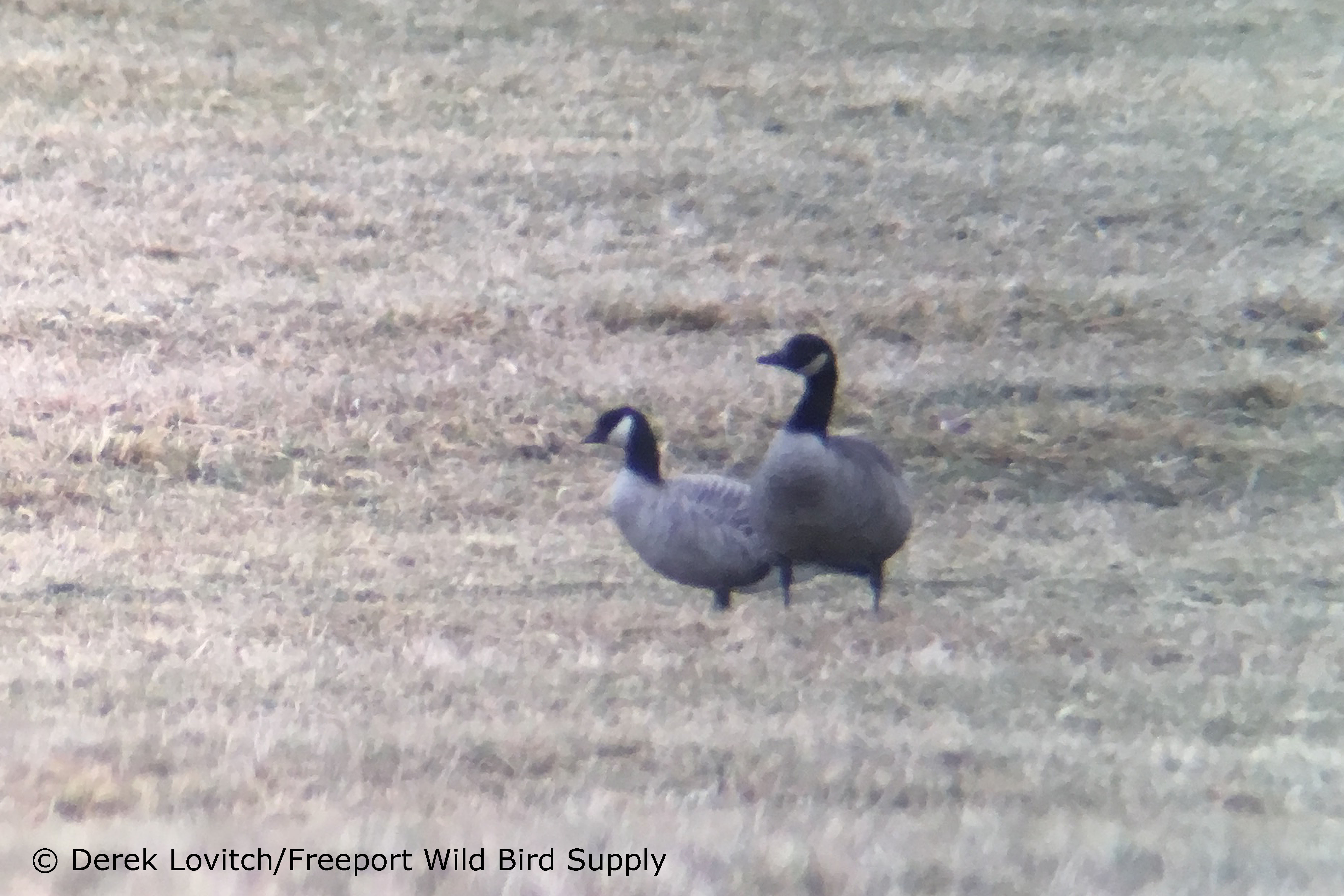 CACG_CANG-comparison1,Thornhurst,12-6-17_edited-1