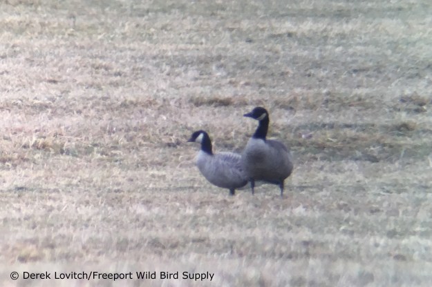 CACG_CANG-comparison1,Thornhurst,12-6-17_edited-1