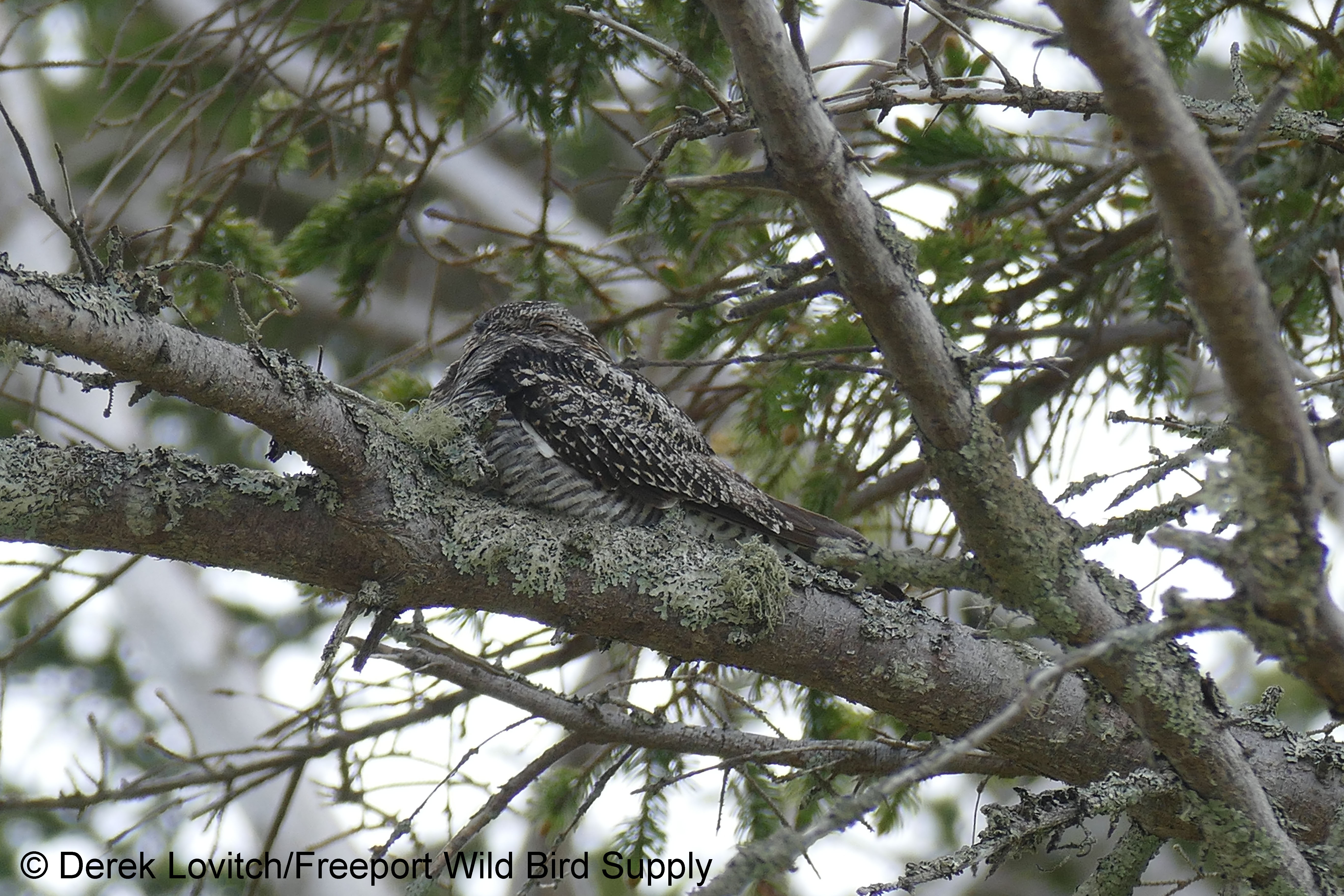 CONI1,Monhegan,5-28_edited-1