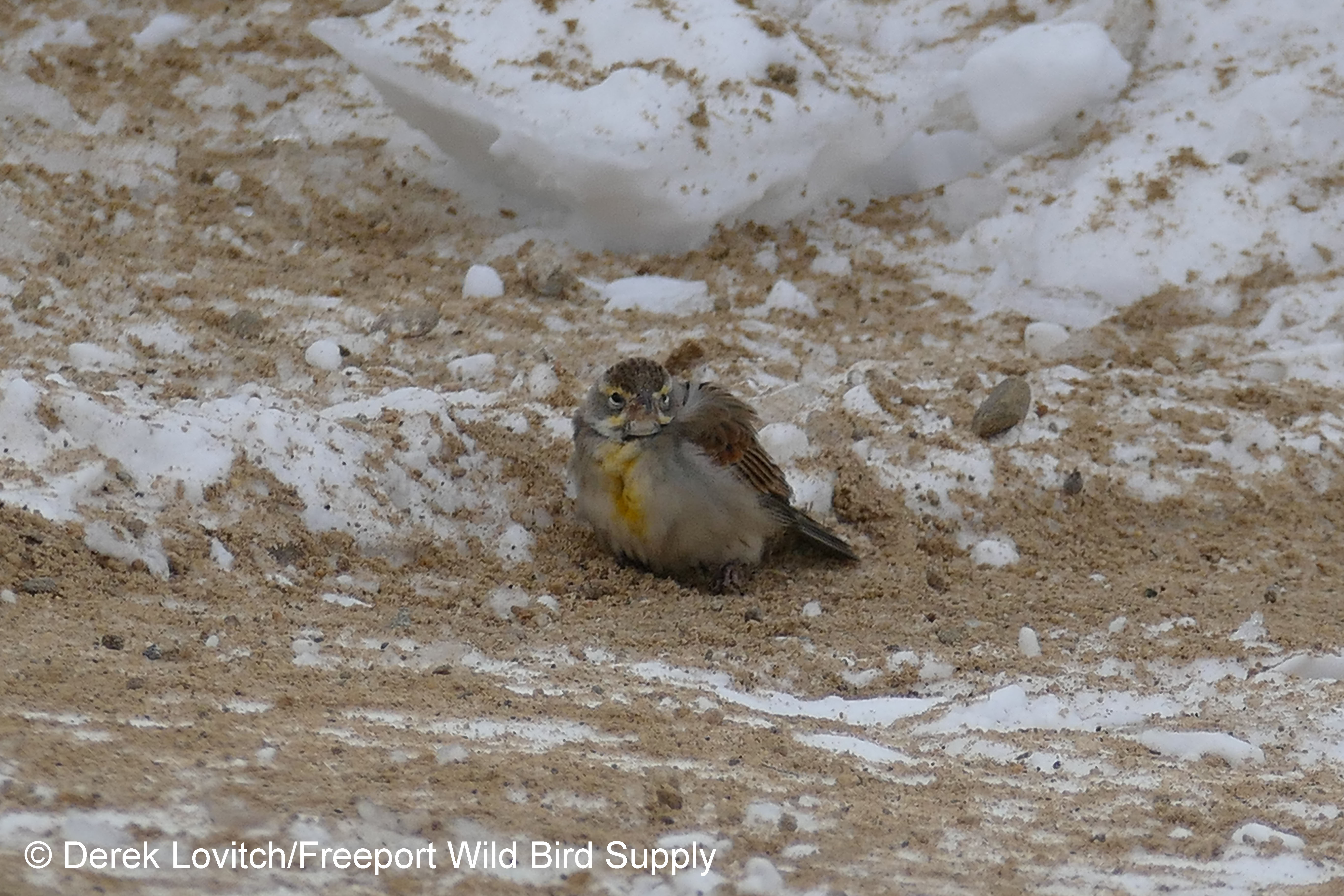 DICK,DesertRoad,Freeport,12-29-17_edited-1