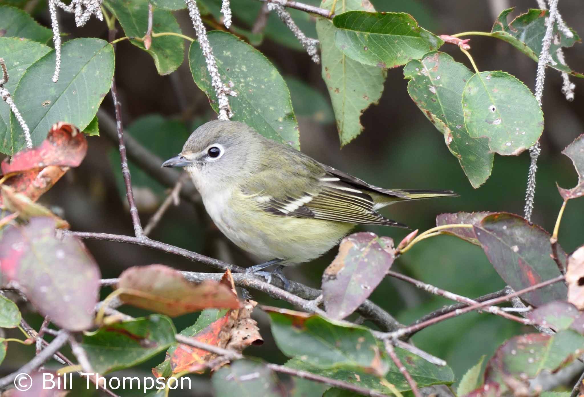 DullVireo5_edited-1