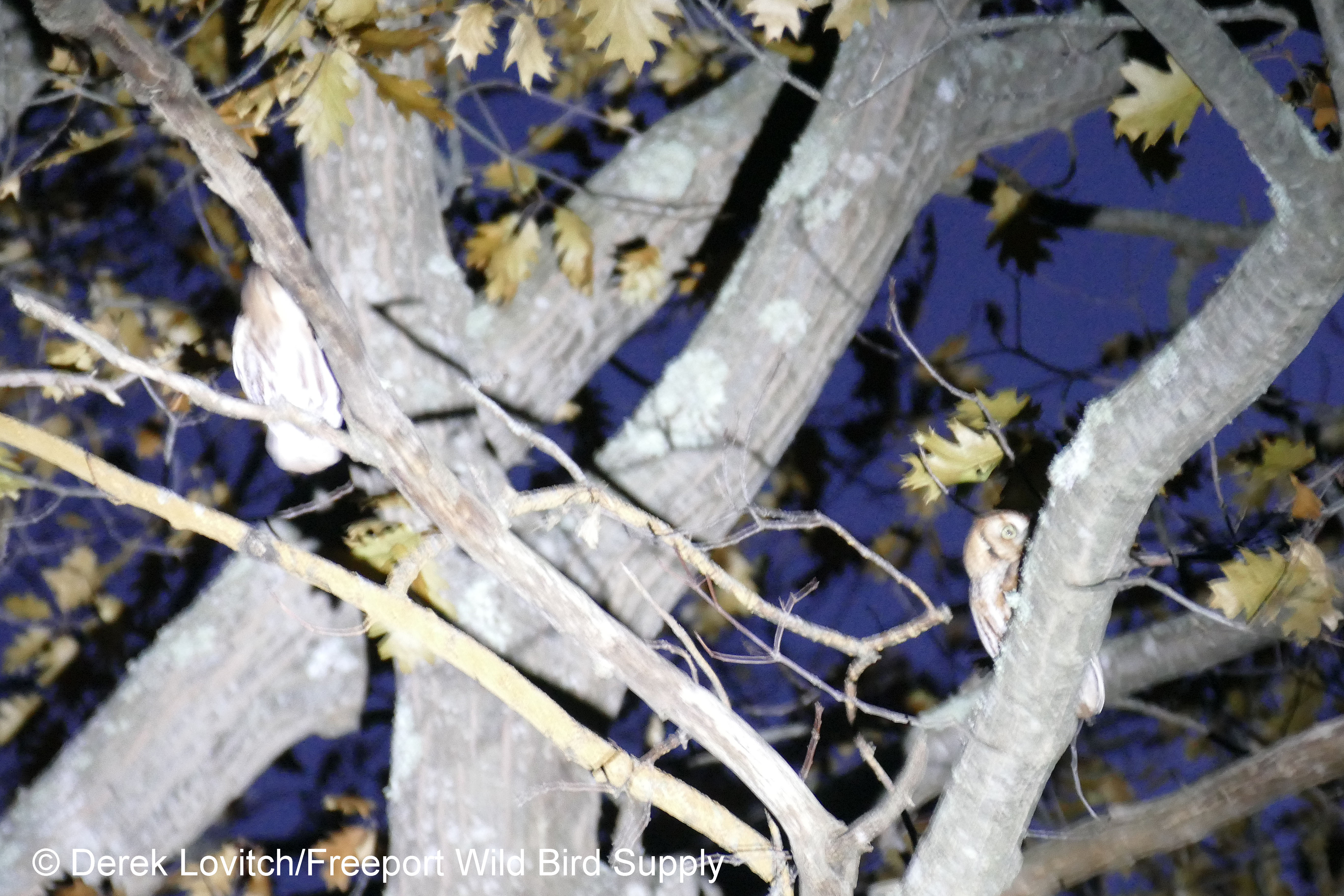 ESOW,Wells,12-3-17_edited-1