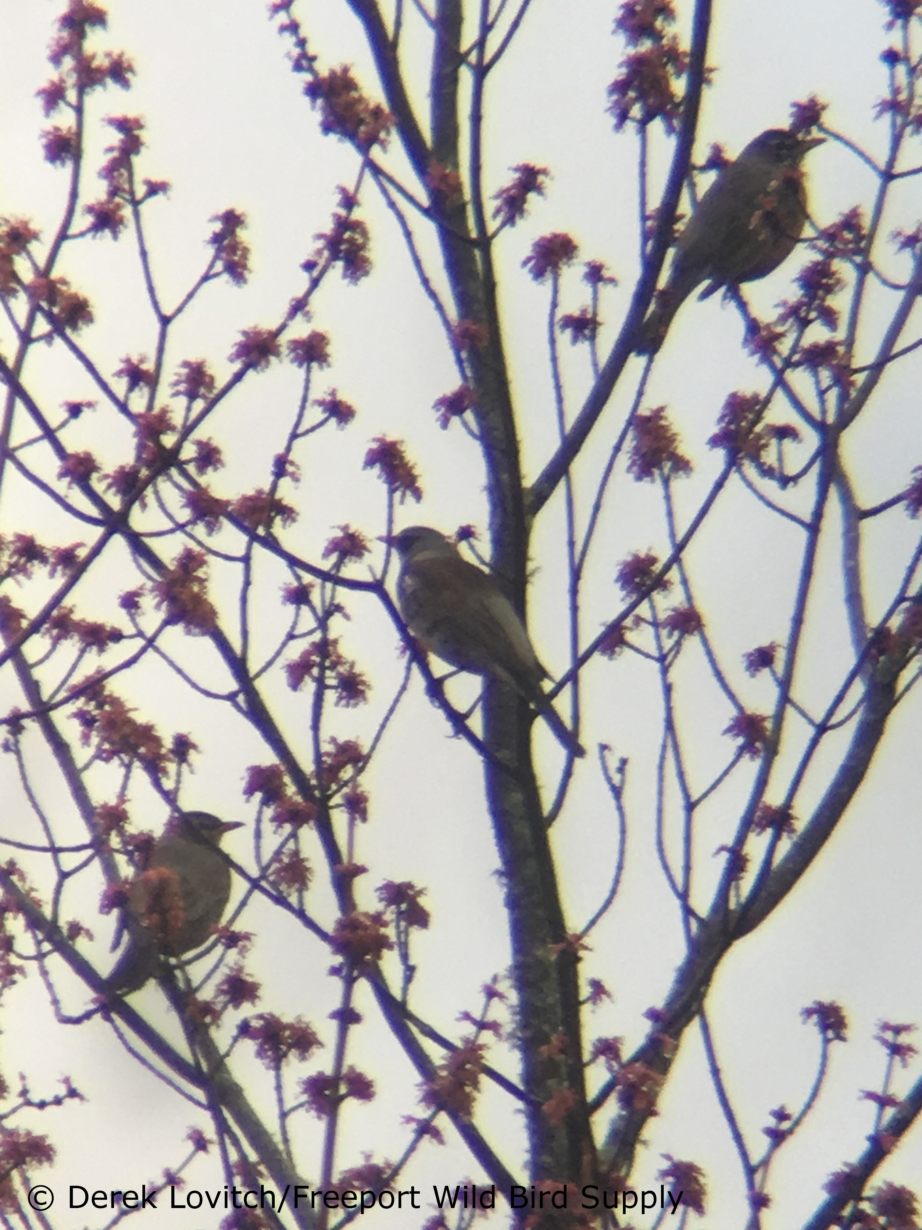 FIEL1,4-22-17_edited-1