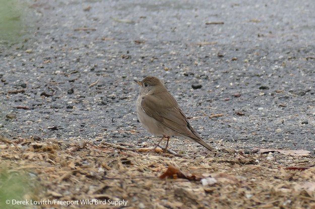 GCTH1,BiddPool,4-27-17