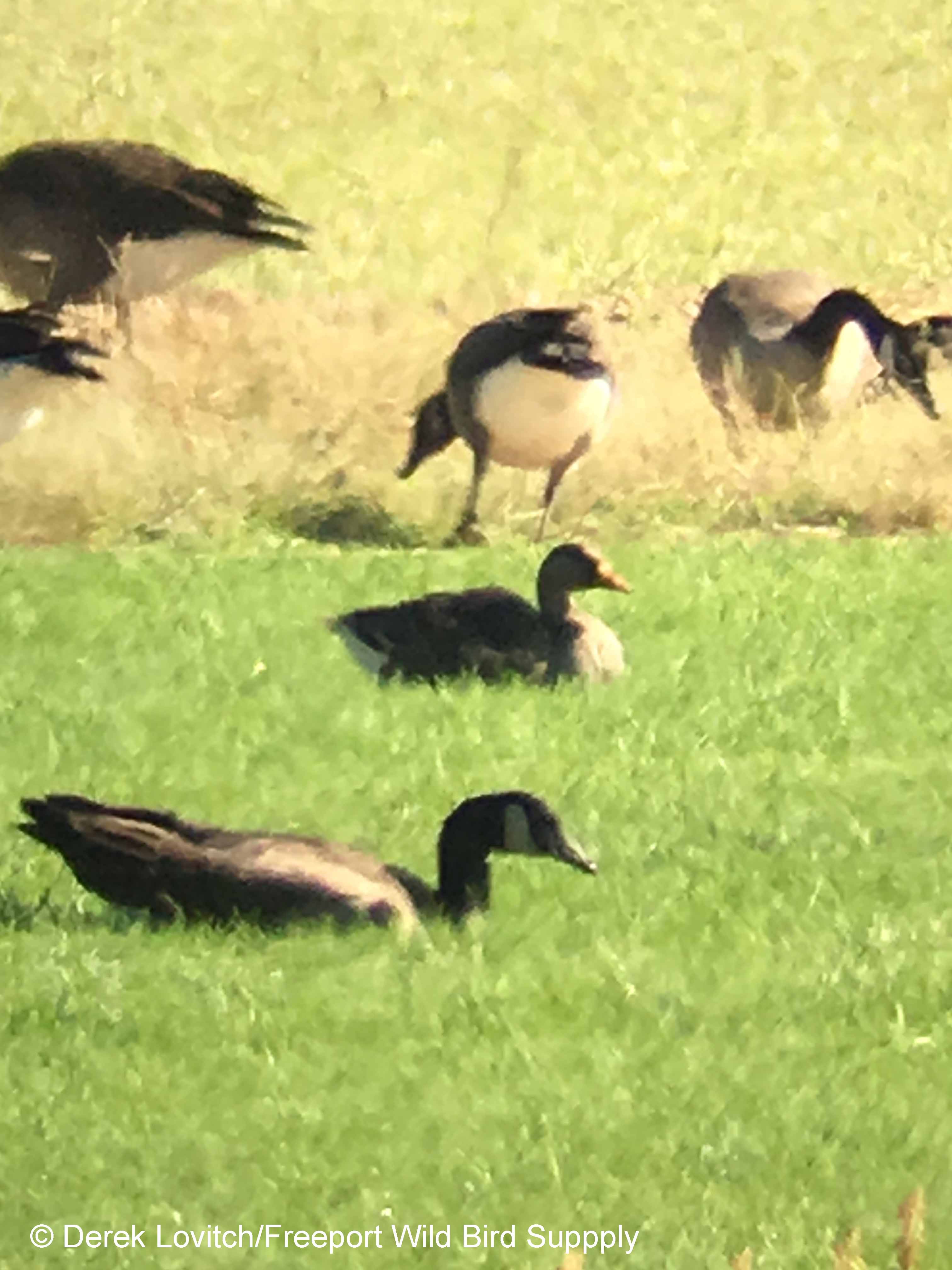 GWFG,FryeburgHarbor,10-3-17_edited-1