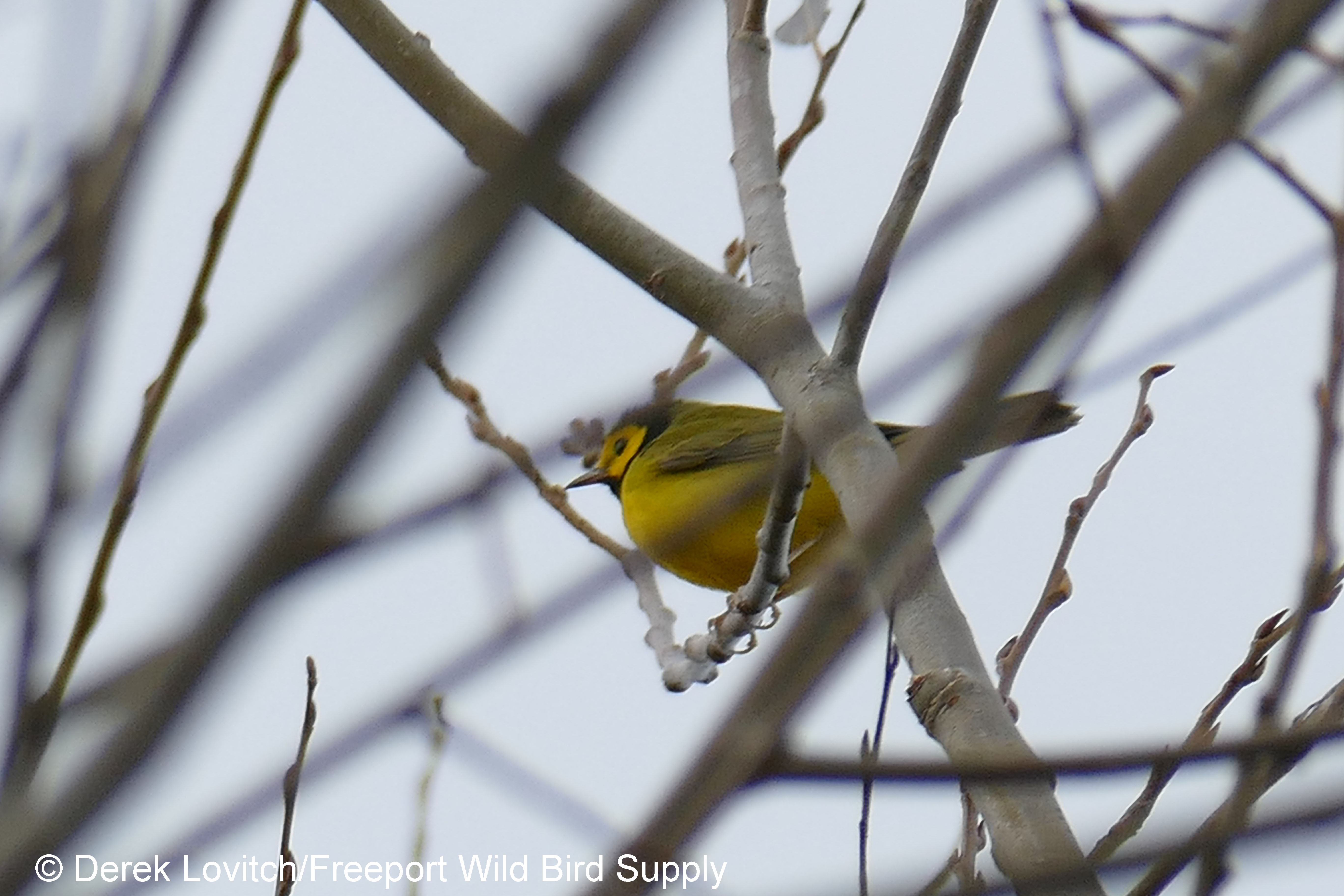 HOWA,BaileyIsland,11-1-17_edited-1