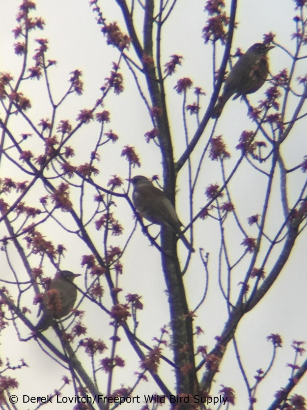 IMG_2822_FIEL1,4-22-17_edited-1