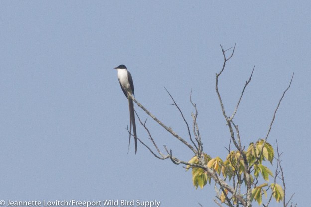 IMG_6544-edited-edited