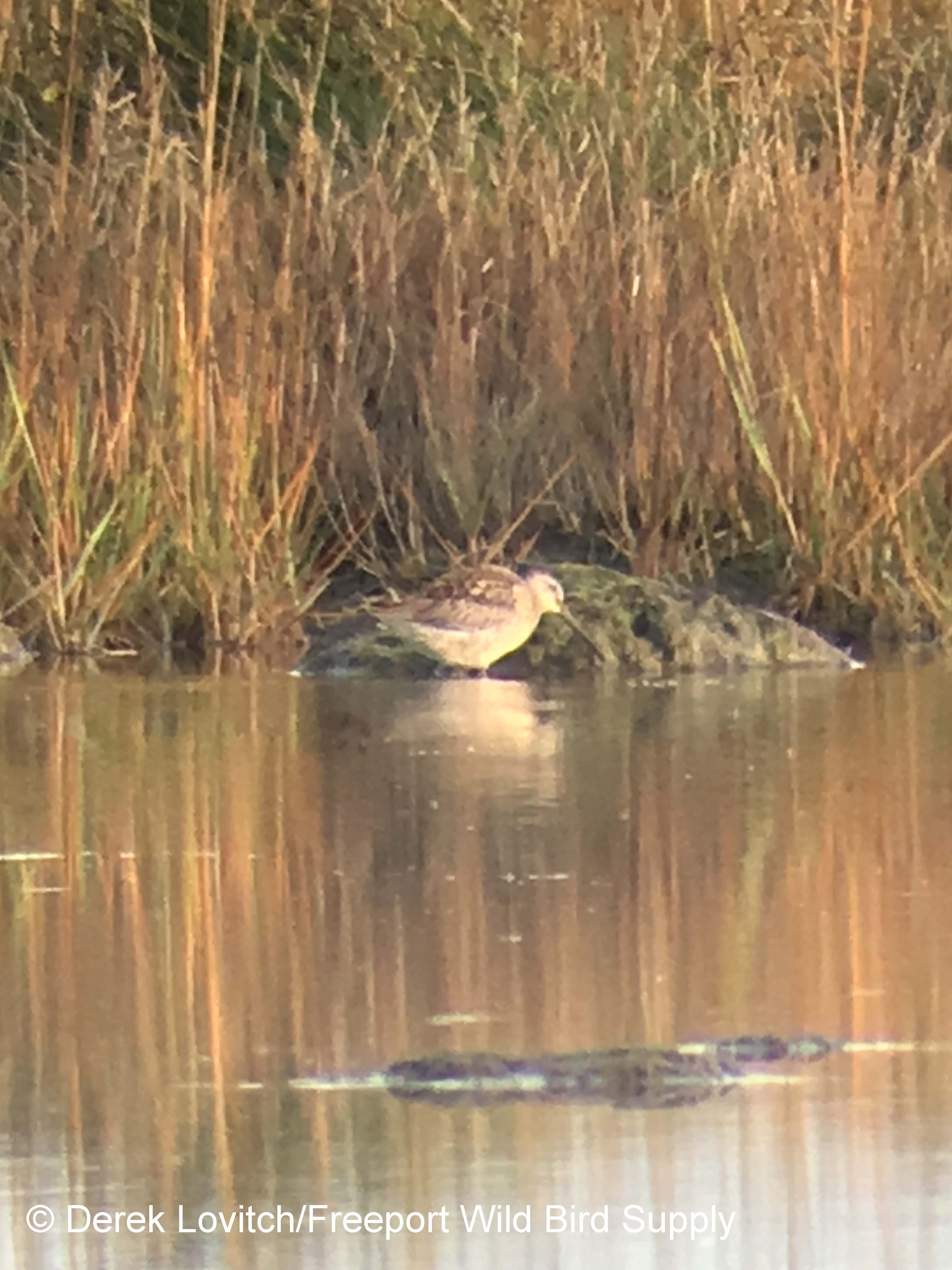 LBDO1,EasternRd,10-10-17_edited-1