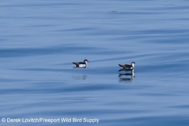 MASH1,8-11-17_edited-1