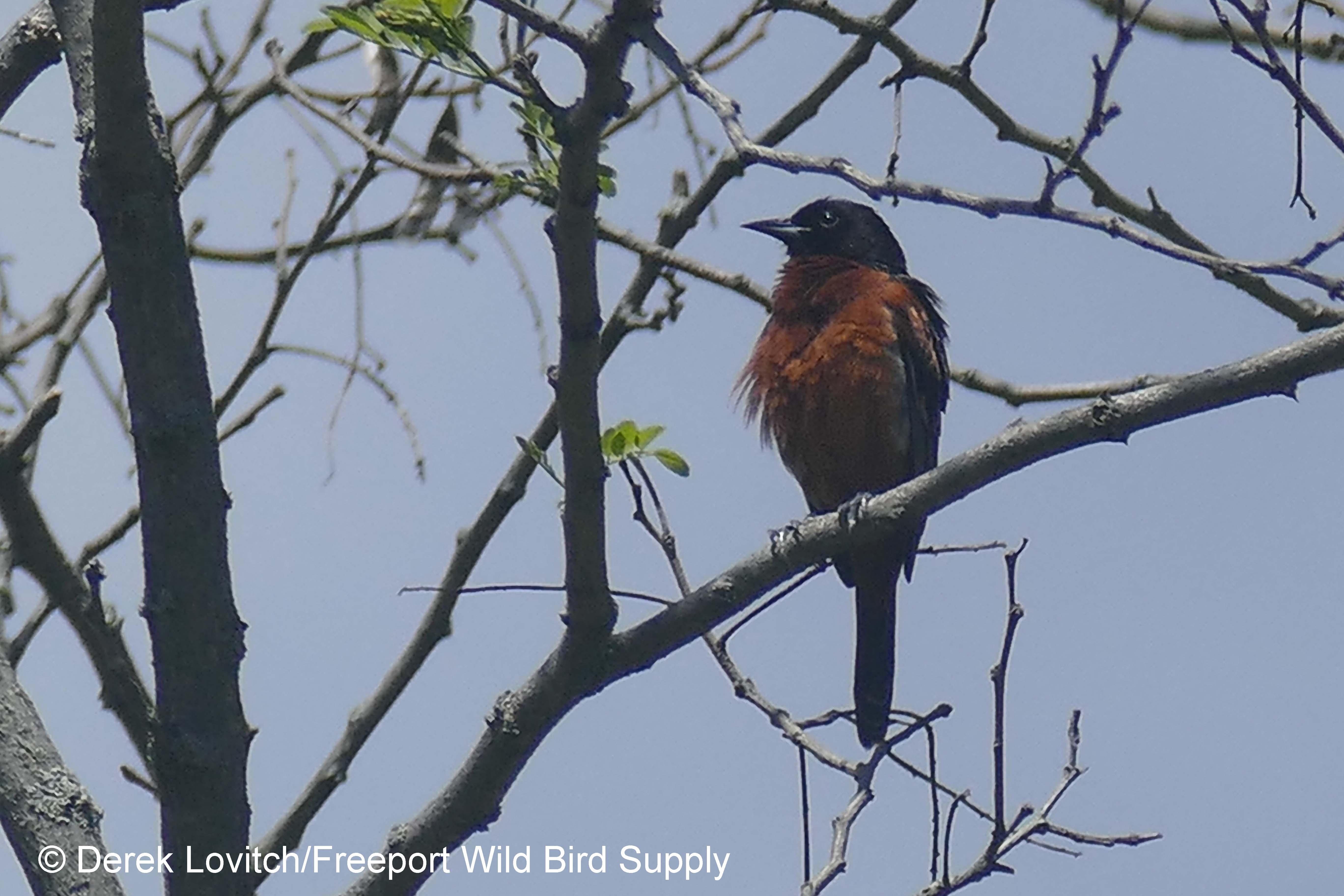 OROR,CapisicPondPark,5-21-17_edited-2